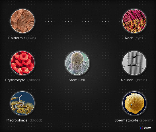Cells Cells