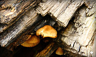 Shroom