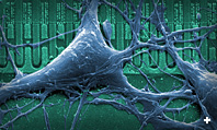 Neuron on Silicon