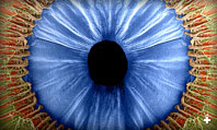 Scanning micrograph of eye